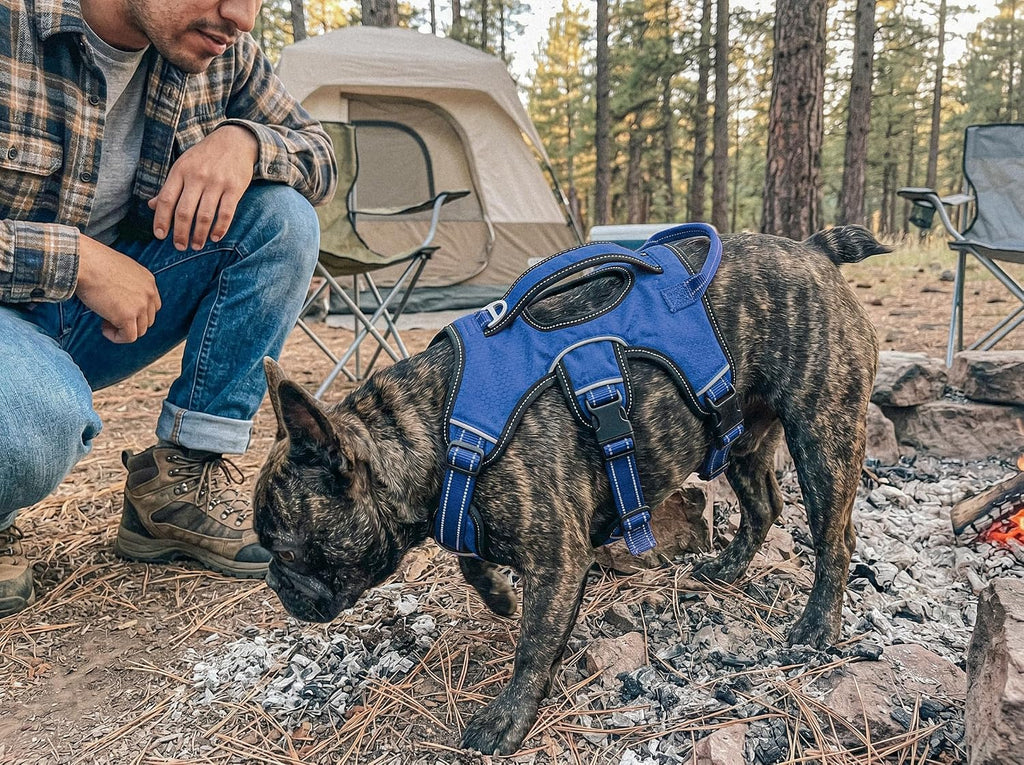Escape Proof No Escape Dog Harness | 5 Point Adjustable Fit Harness for Dogs | Padded Dog Harnesses | Handle Dog Lift Harnesses